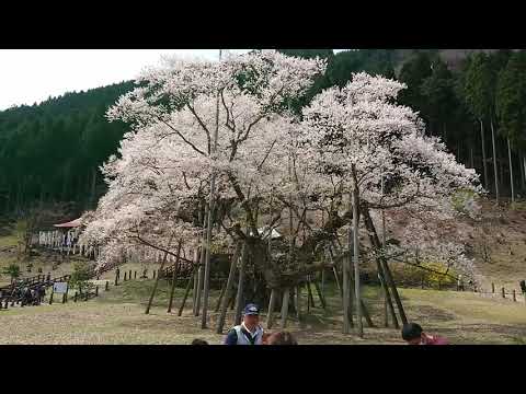 淡墨桜