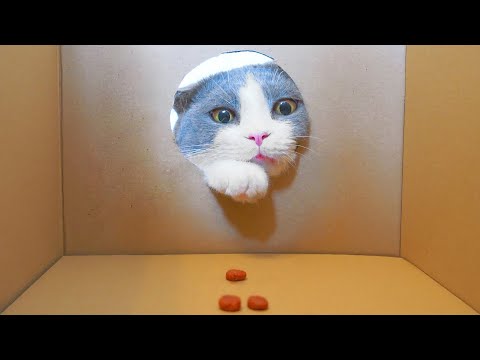 What Toys Do Cats Love? #19