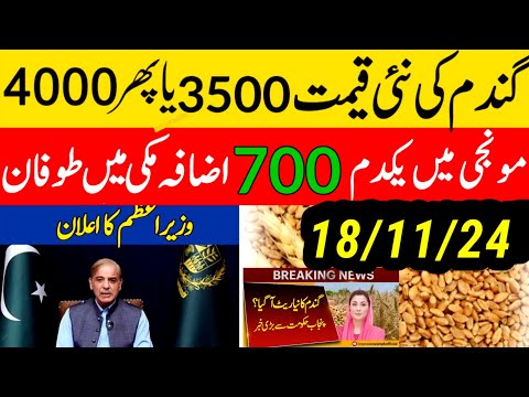 today wheat price in punjab//گندم کا ریٹ/25 '2024/munji makki till sarso/galla mandi rates today