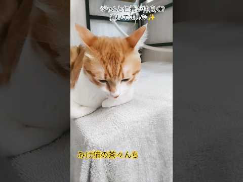 仲良くなってきた茶トラと子猫　#cutecat #茶トラ#子猫#猫のいる暮らし