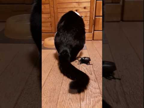 渾身の一撃を見せ付ける猫#shorts