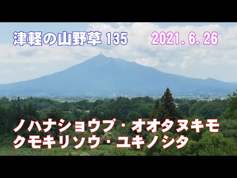 津軽の山野草135(ﾉﾊﾅｼｮｳﾌﾞ・ｵｵﾀﾇｷﾓ・ｸﾓｷﾘｿｳ・ﾕｷﾉｼﾀ)