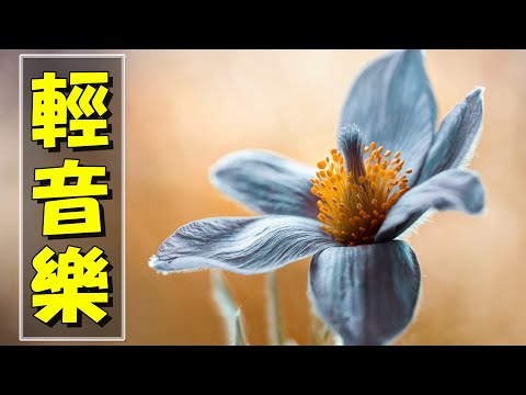 【非常好听】🎷🎷週末聽50首最好的老音樂 🌺早上最適合聽的輕音樂 🎵 每天調心洗滌心性 - 薩克斯風 - 無廣告音樂  - 轻音乐 - 探戈老歌 Old Taiwanese Music