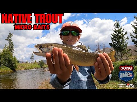 Chasing Down NATIVE Trout with MICRO plastics in Colorado!