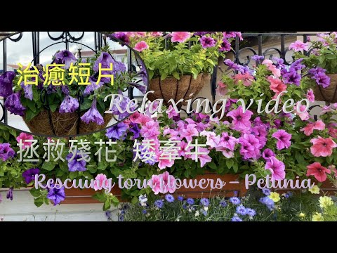 拯救殘花🥀 - 矮牽牛 – 治癒短片-  Rescuring flowers torn by cold rain – Petunia – Relaxing film {種花篇 Gardening}