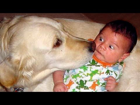 Dog Showing Love to Baby Compilation