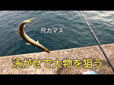 釣れた尺超えのカマスを泳がせて大物を狙う