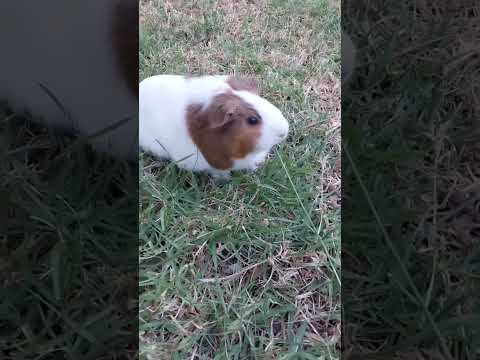 So cute  #guineapigs #pets #animals #豚鼠 #宠物 #动物