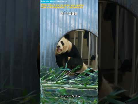 这次尝试用摄影师的视角带大家看熊猫 This time I try to show you pandas from a photographer’s perspective #giantpanda