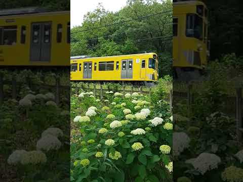 西武西武園線。 #紫陽花 #電車 #西武線 #train