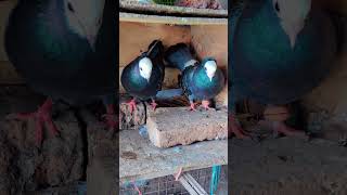 #pigeon #pigeontypes #mukhipigeon #like #subscribe #viralshort #pigeonbreeds #foryou #foryourpage