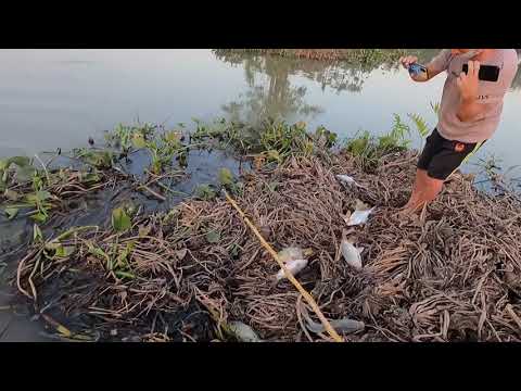 Catching carp nests at the edge of the river nearly 100 kg