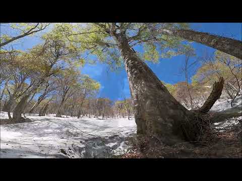 240505 Enjoy skiing and a wonderful hammock time in the fresh green beech forest of Mt. Amakazari.