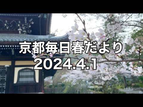 【2024.4.1】京都春の訪れを毎日更新中