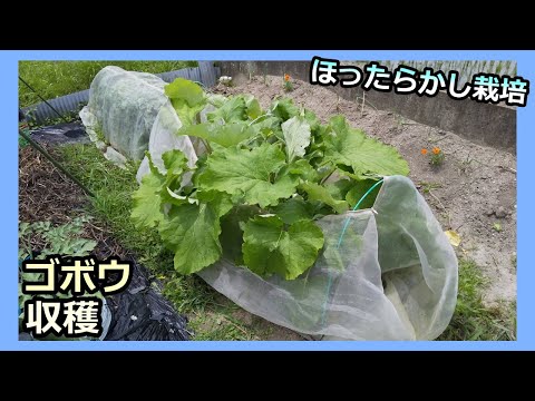 【ゴボウ 収穫】ほったらかし栽培 家庭菜園30年目