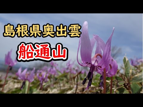 カタクリのお花に会えました！島根県の船通山を登山