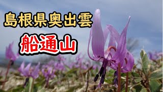 カタクリのお花に会えました！島根県の船通山を登山