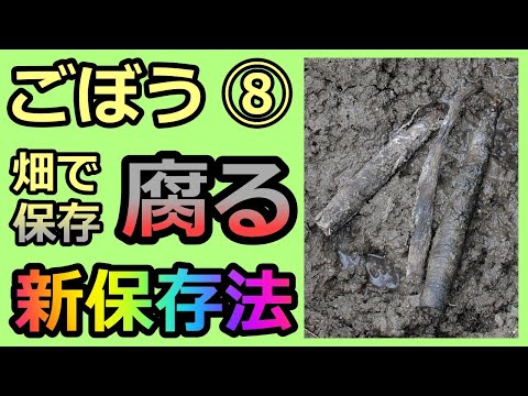 【楽々】ゴボウ波板ななめ栽培⑧ 畑で保存中腐る➡新保存法  無農薬 半自給自足