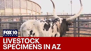 Arizona Livestock Show is back at the fairgrounds