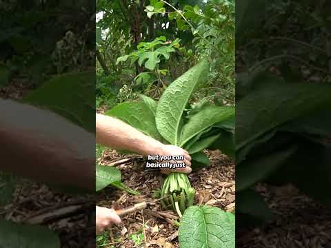 Maximize the growth of your Food Forest 🌱🌳📈