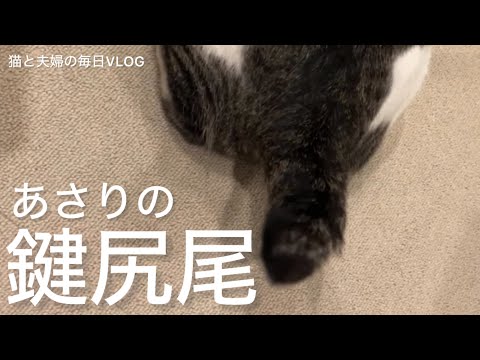 猫と夫婦の毎日VLOG#470 尻尾をブンブン振る猫