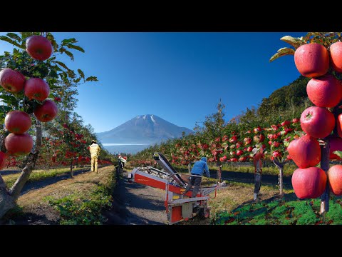 How Japan Produce Millions of Apple every years