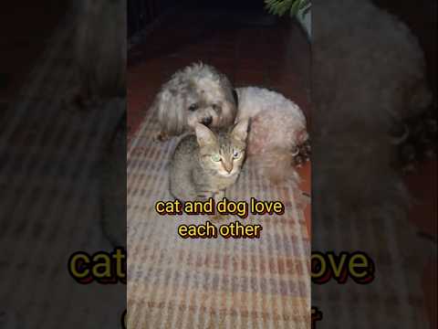 You look like you love me#samshihtzu#cutedogandcat #viralcatanddig #trendingcatanddog #yutubeshorts