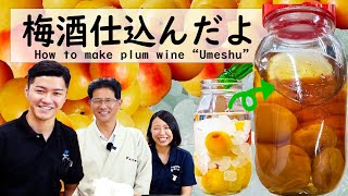 めちゃうま！梅酒メーカーと高級南高梅で自家製梅酒づくりMaking Ume-shu (Japanese Plum Wine) with High Quality Nanko Ume Plums