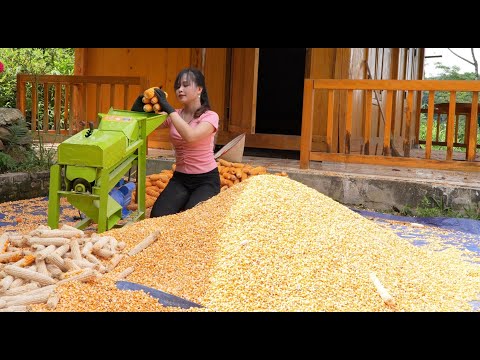 Buying rice plants, releasing fish into the fields, harvesting corn, luffa, from a girl named Binh