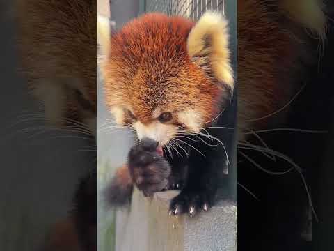 How many bites of a grape does a red panda eat? Red panda Muling Red panda Lulu's mother