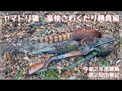 令和2年度 第2回出猟記 【ヤマドリ猟 豪快さわくだり勝負編】Copper Pheasant Hunting with フランスブルトン