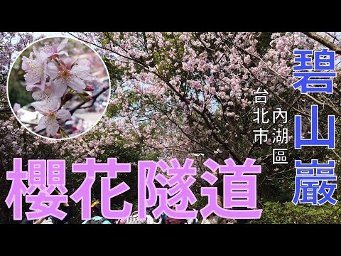 [台北市．內湖區] #碧山巖_清風亭 #賞櫻 #櫻花隧道