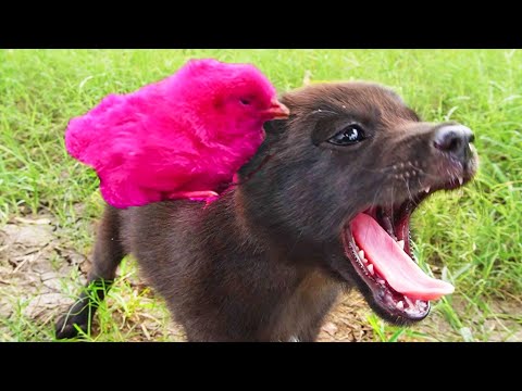 Puppy catch MURGI chicks LOVELY hen baby chicks funny video !!!