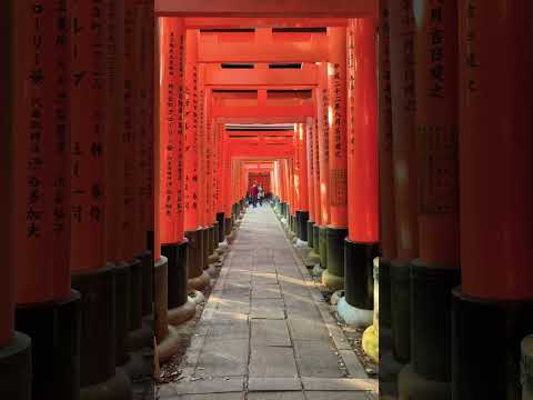 Walk Through the Gates in Fushimi Inari Taisha #japan #kyoto #walkthrough