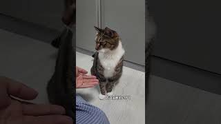 funny cat#cat#catlover#funny pet #catshorts #funny cats#youtubeshorts#funnyvideo#music#Raccoon cats