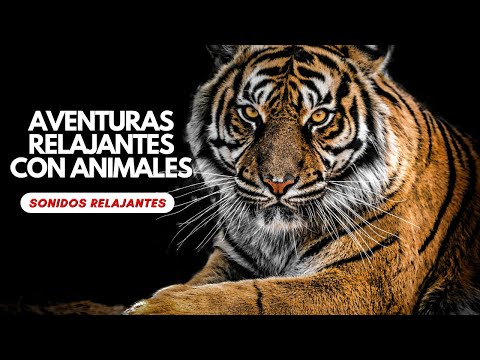 Aventuras Relajantes con Animales Sonidos de la Naturaleza 🐾#sonidosnaturaleza #sonidosambientales