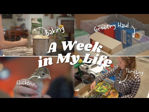 Week in the Life of a Homeschool Mom of 4 || Chickens, Thrifting, Homemaking