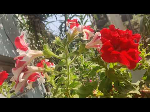 Best Fertilizer for Petunia | how to get more flowers in petunia | #petunia #Greenmeadows