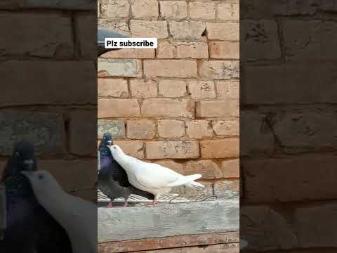 Balck male white female meeting time 🥰🕊️ #shorts #youtubeshorts #birds #viralvideo #viralshorts