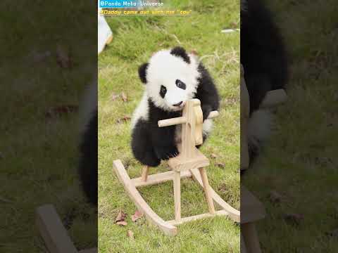 奶爸带着它的“玩具”出来了  Daddy came out with his "toy" #panda #cute #funny #redpanda #giantpanda