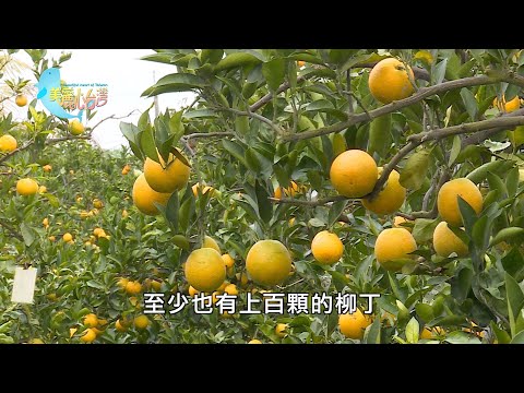 【雲林古坑】麵包師傅夫婦的無毒柳丁｜用心的產業｜401｜#美麗心台灣