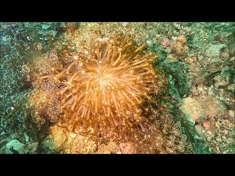 幼生保有②2024.9.2(山口県周防大島町「ニホンアワサンゴ群生地」)