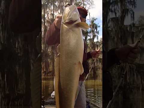 Catching a GIANT MUDFISH #fishing #pesca #मछलीपकड़ने