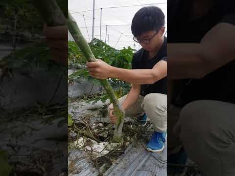 武士道一刀流-香蕉刀剖木瓜矮化栽培 growing papaya