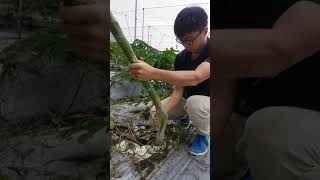 武士道一刀流-香蕉刀剖木瓜矮化栽培 growing papaya