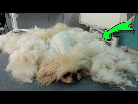 This DOG Looks Like a CARPET (Shaving a Long Hair Pekingese) @ManWithTheDogs