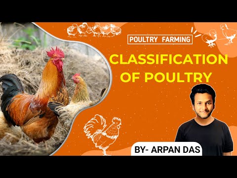 Classification of Poultry breed l #poultry by ecohill agri l #poultryfarming #livestock