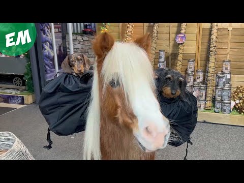 Pets go shopping!