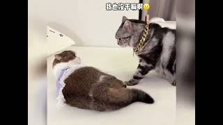 盤點各種貓咪迷惑行為🤗#funny #cat