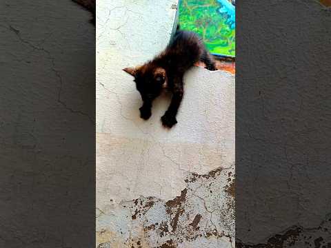 Small kitten jumped from height #music #catlover #poorcat #funny